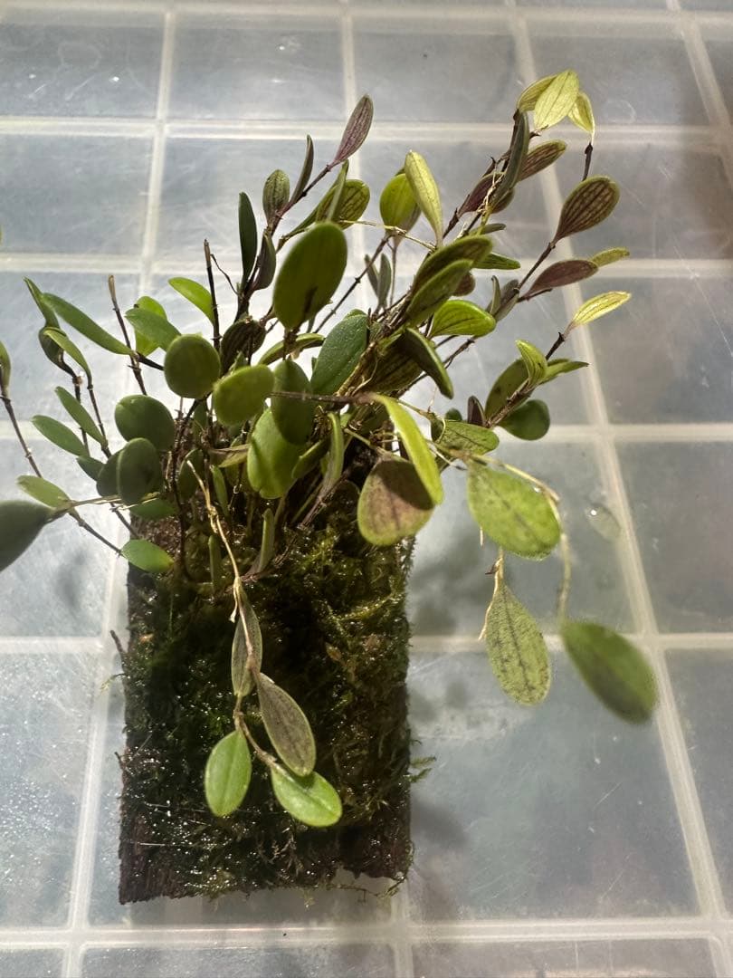 trichosalpinx chamaelepanthes 着生ラン垂れ下がり系