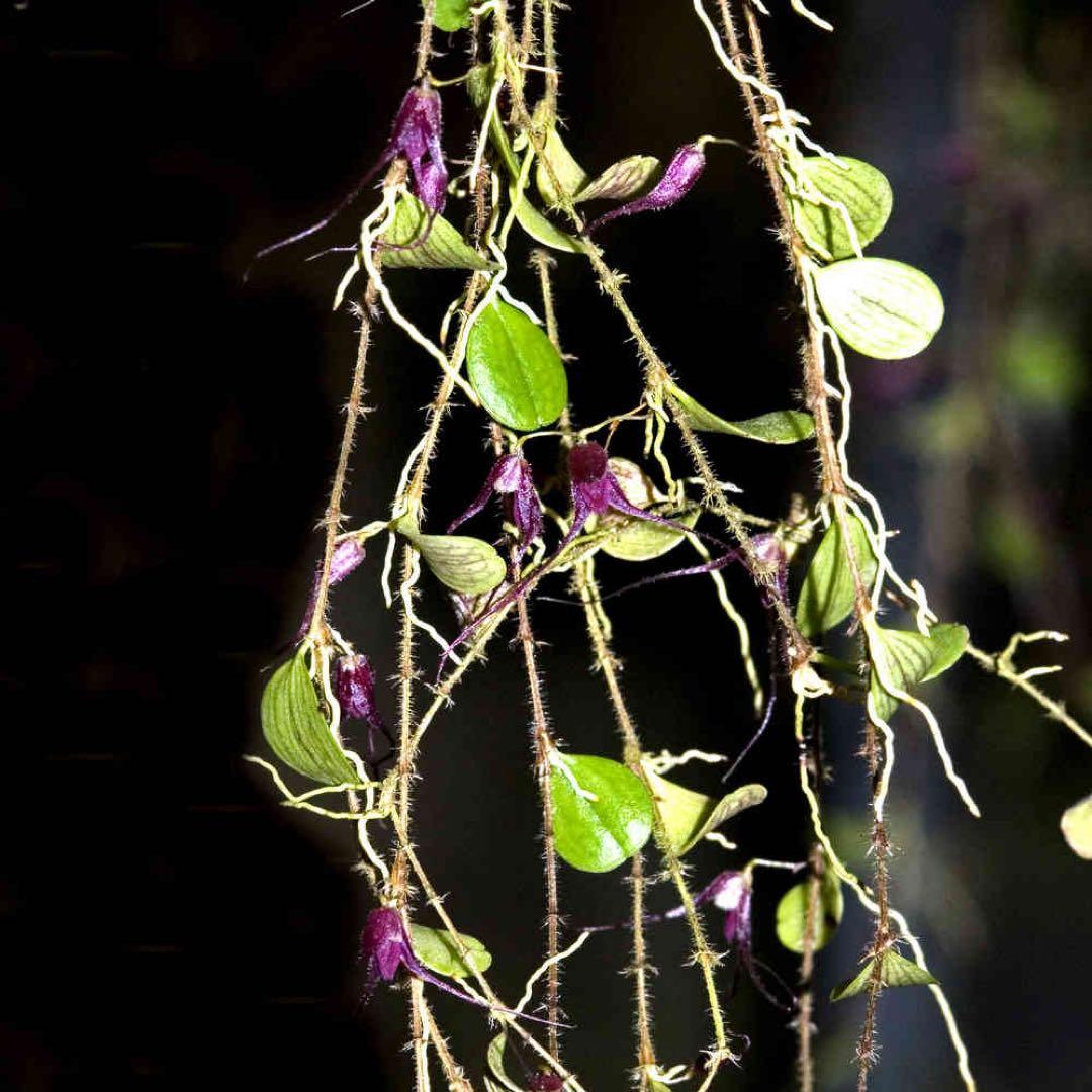 trichosalpinx chamaelepanthes 着生ラン垂れ下がり系