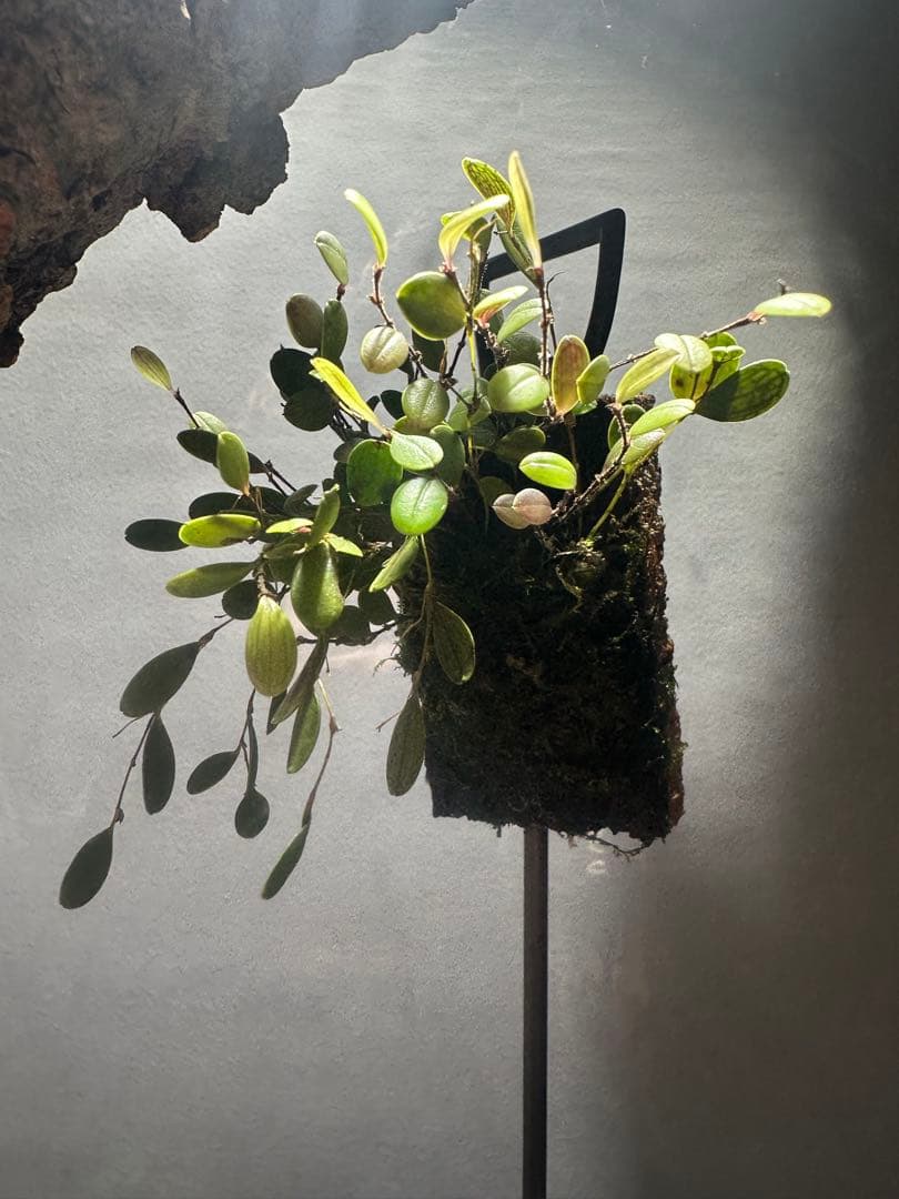 trichosalpinx chamaelepanthes 着生ラン垂れ下がり系