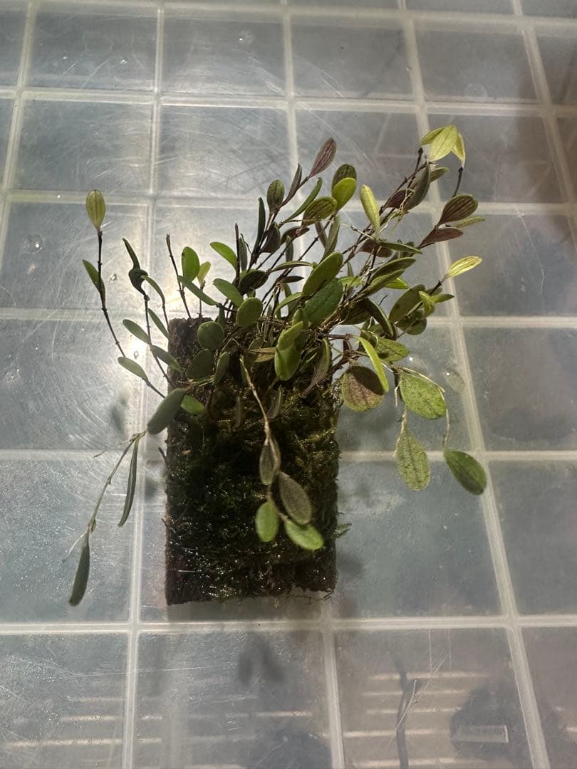 trichosalpinx chamaelepanthes 着生ラン垂れ下がり系