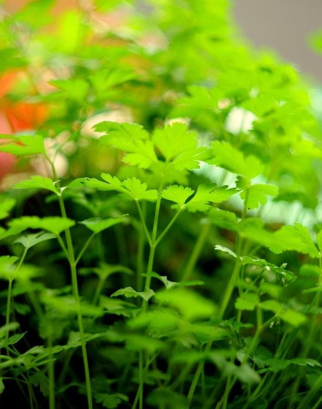 83 希少【スクエア絞り】　未使用　ぐるぐるボケ　 ヘリオス　44-2　M42