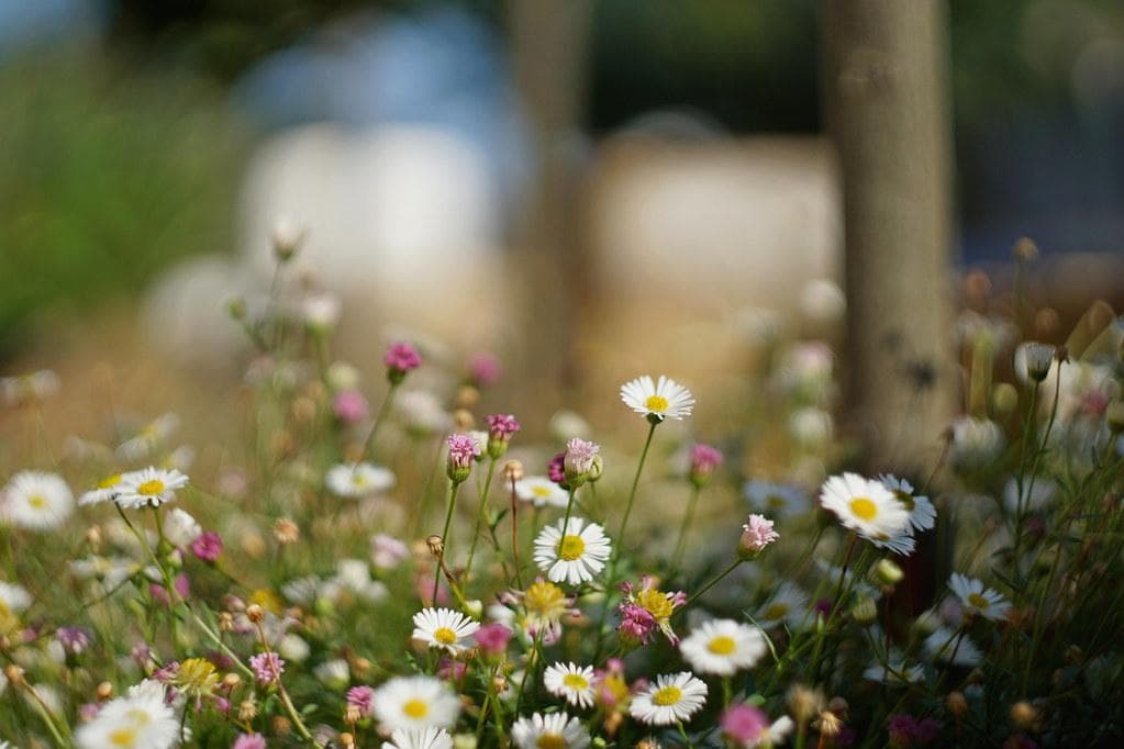 83 希少【スクエア絞り】　未使用　ぐるぐるボケ　 ヘリオス　44-2　M42