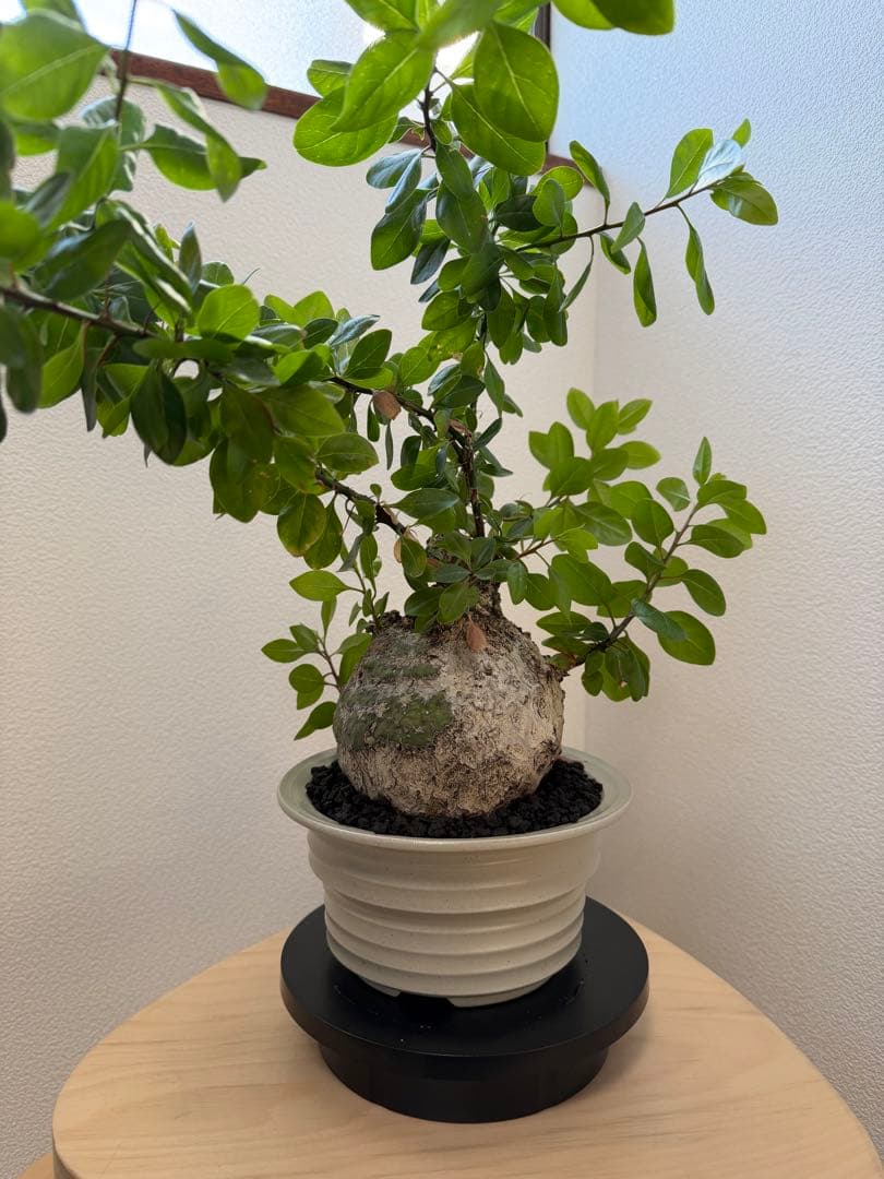 フォークイエリア　ファシクラータ　扁平