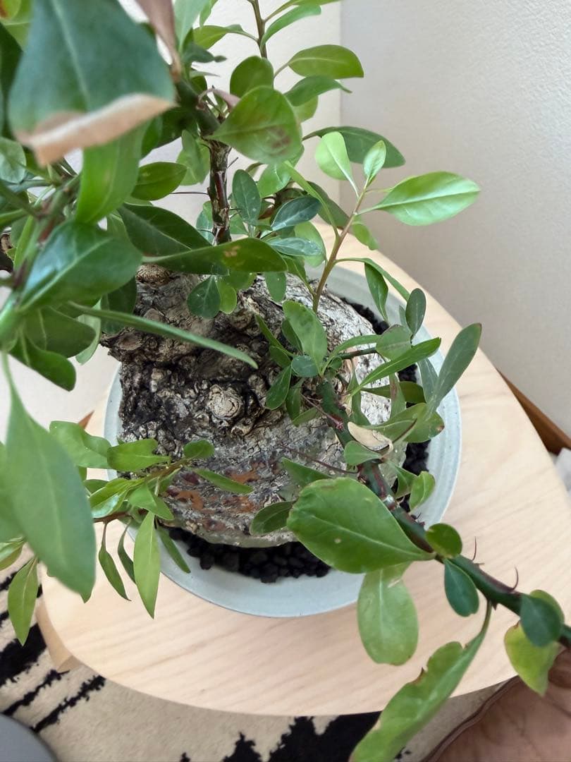 フォークイエリア　ファシクラータ　扁平