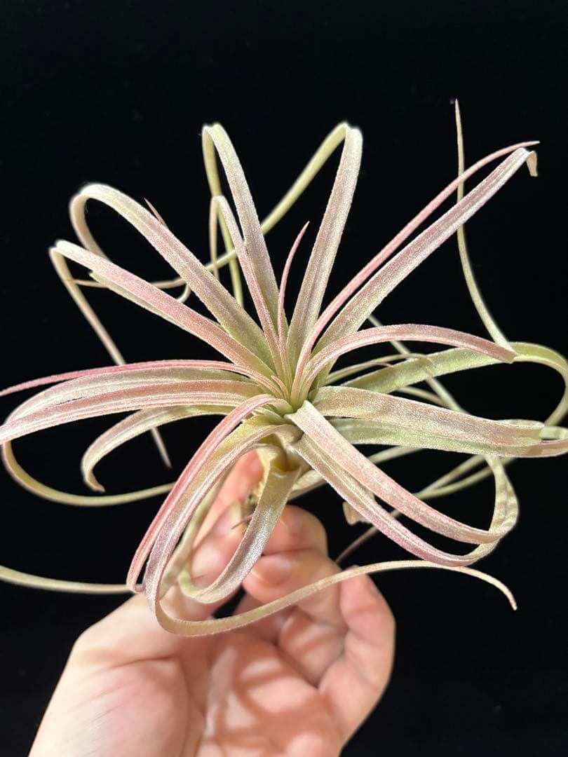 りく 'Jumping For Joy' A31012 RFI