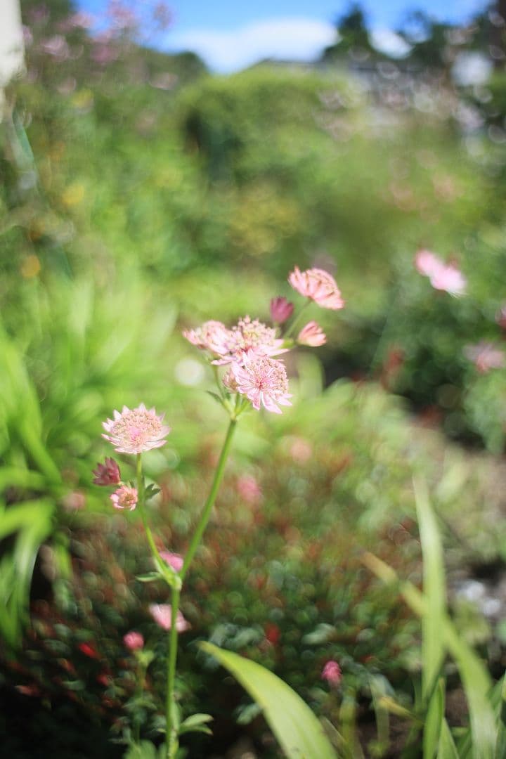 《銘珍玉》KOMURANON 28mm F2.5【良品】