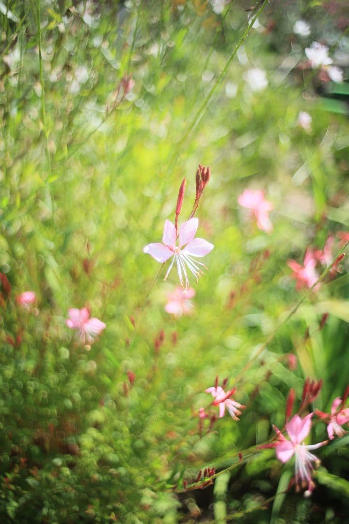 《銘珍玉》KOMURANON 28mm F2.5【良品】