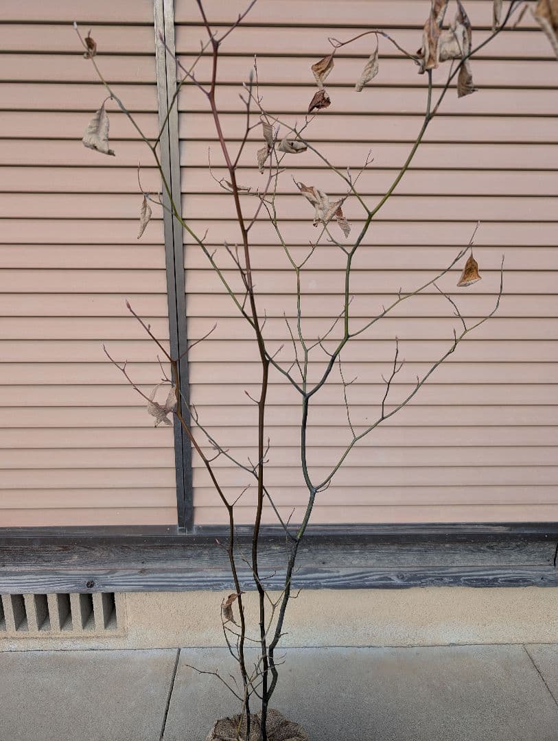 クロモジ　株立