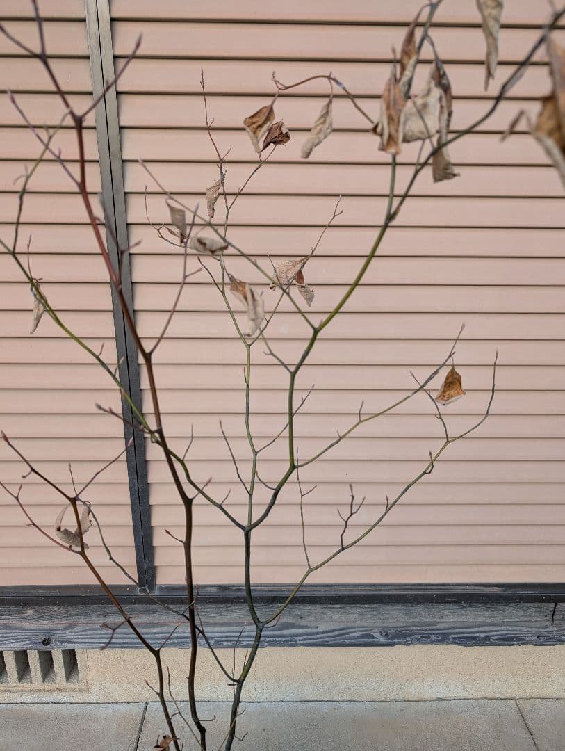 クロモジ　株立