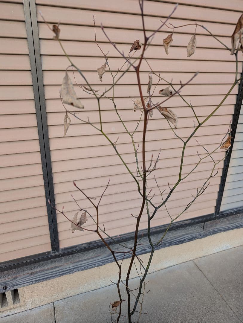 クロモジ　株立