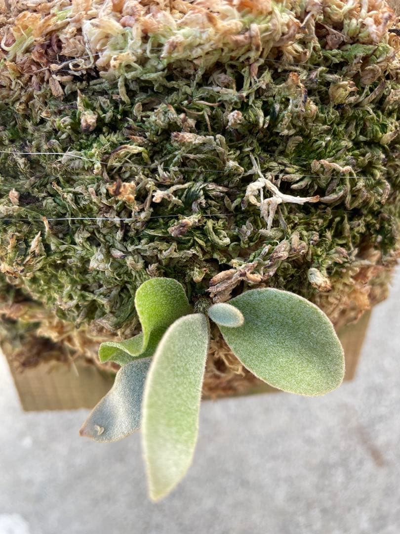 ビカクシダ　veitchii wild ベイチーワイルド　子株