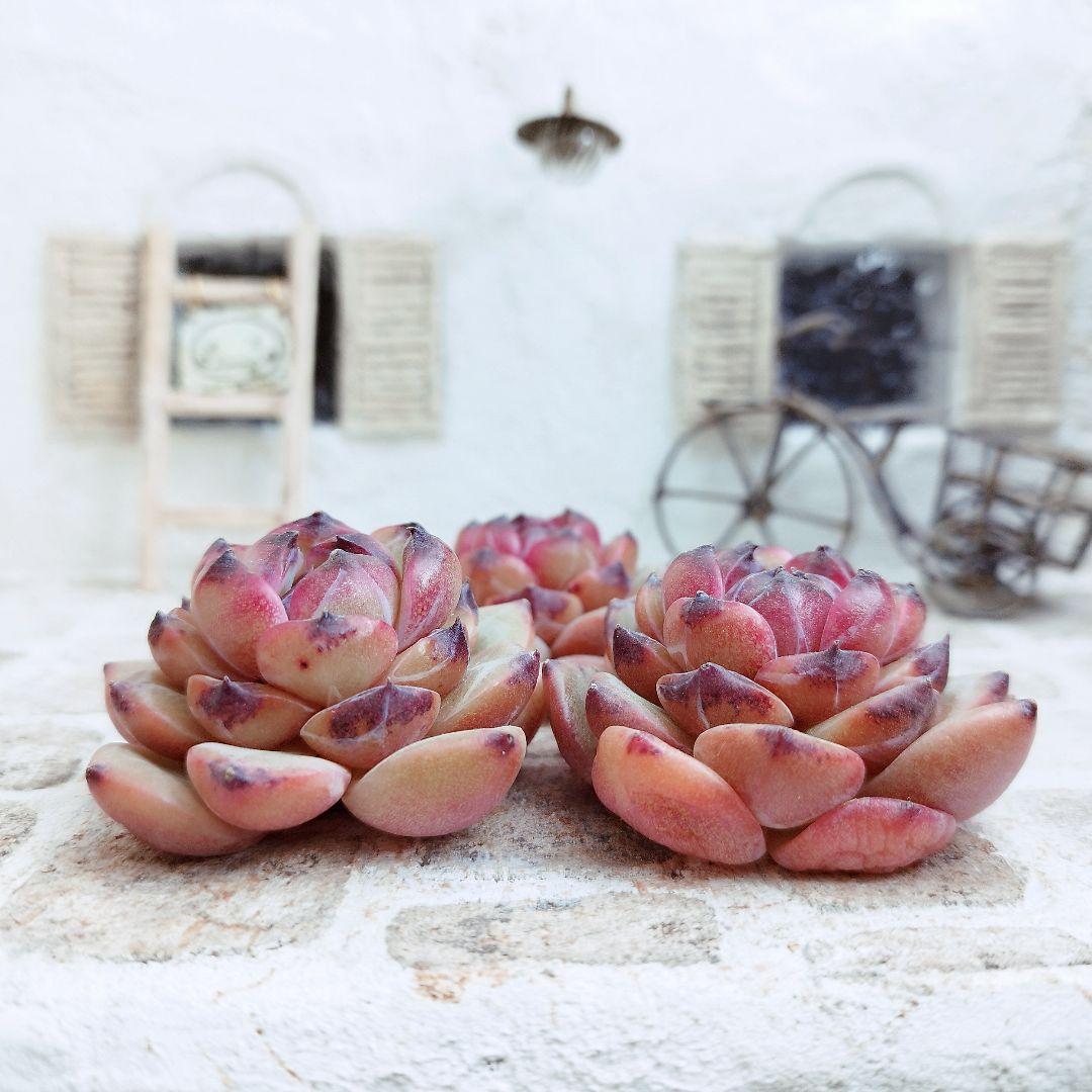 ブラックピル◎多肉植物 カット苗 輸入苗 エケベリア等