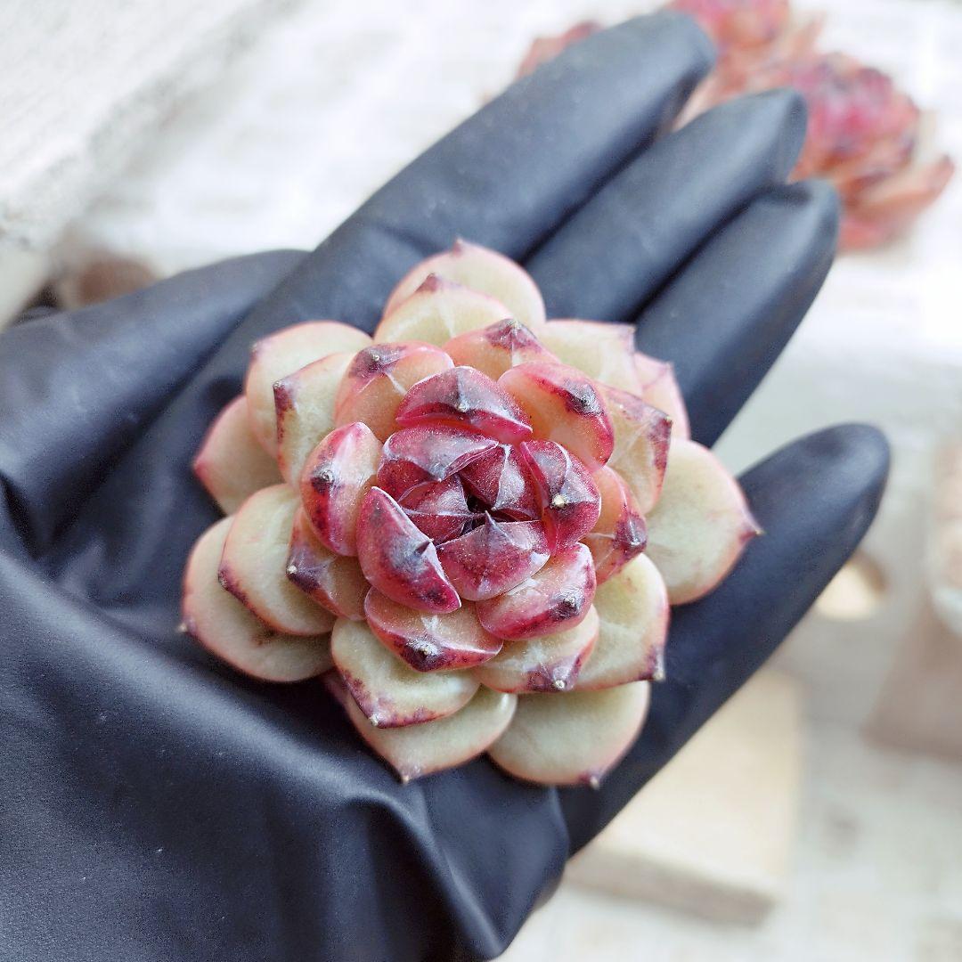 ブラックピル◎多肉植物 カット苗 輸入苗 エケベリア等