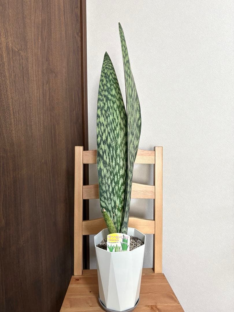 K*a様 サンスベリア　オブリティアナ　6号