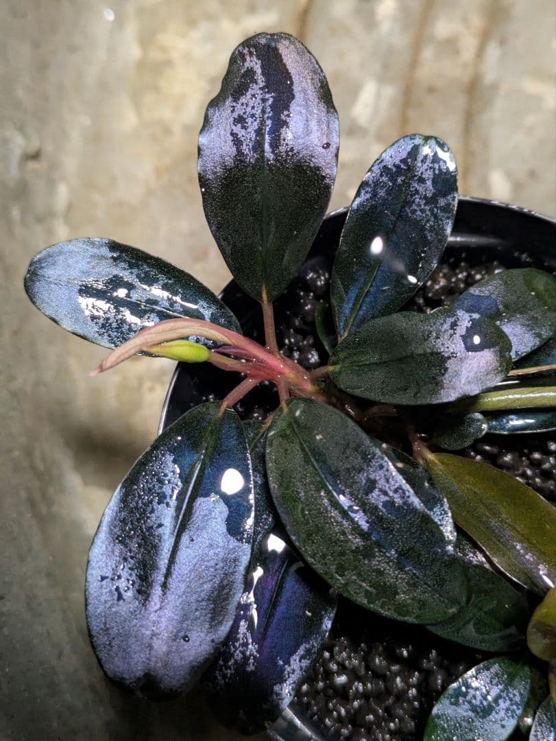 水草 JJJJJ Bucephalandra.immortal darkness