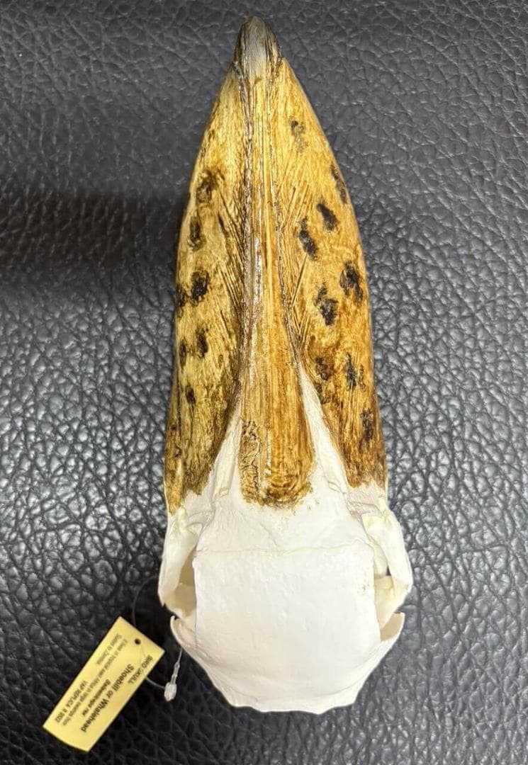 高品質　ハシビロコウ 頭骨（レプリカ）