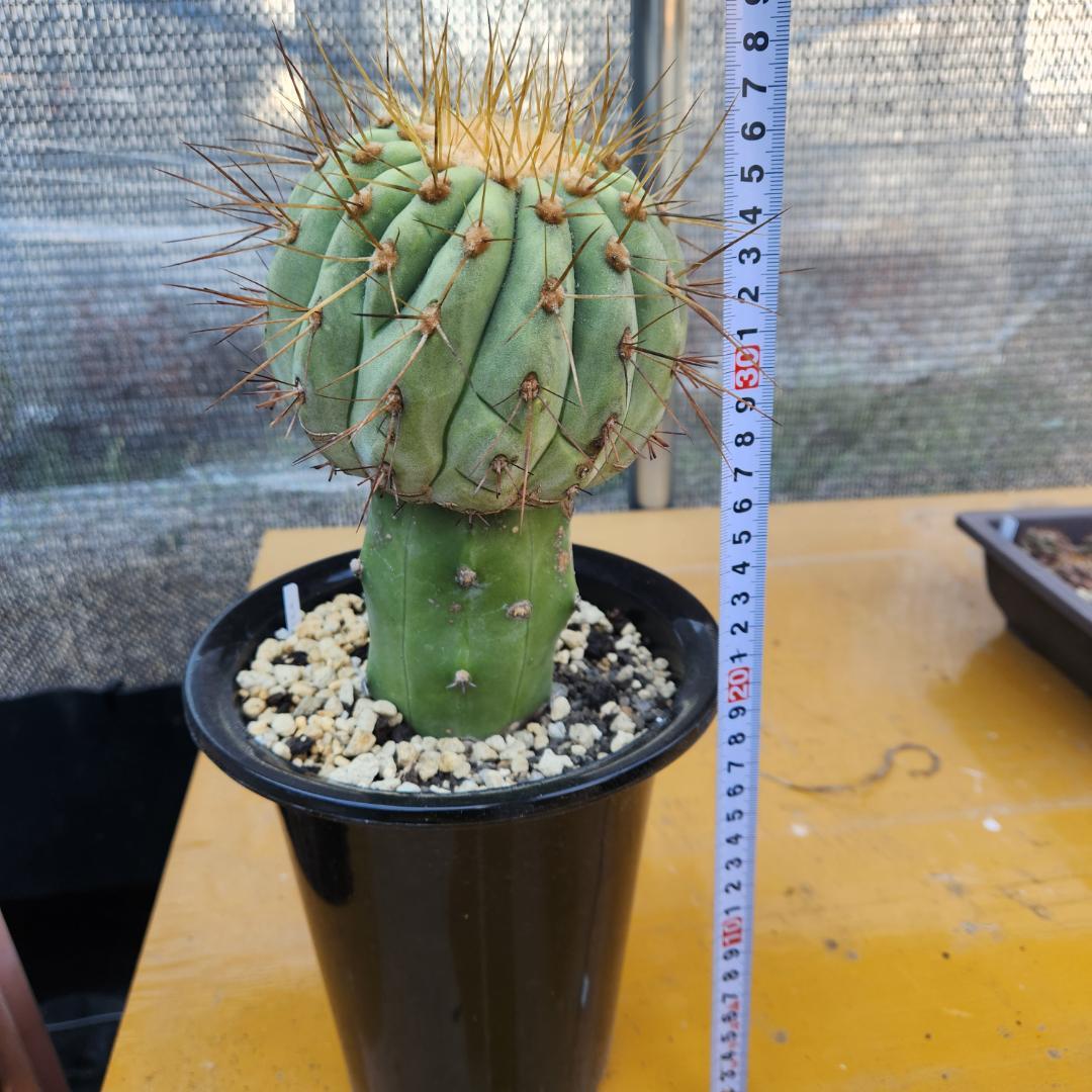 コピアポア　ギガンティア台付き