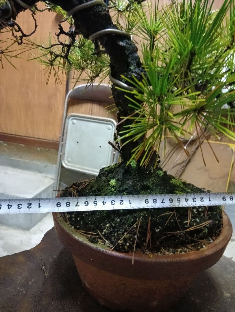 黒松（盆栽持ち込み古い）