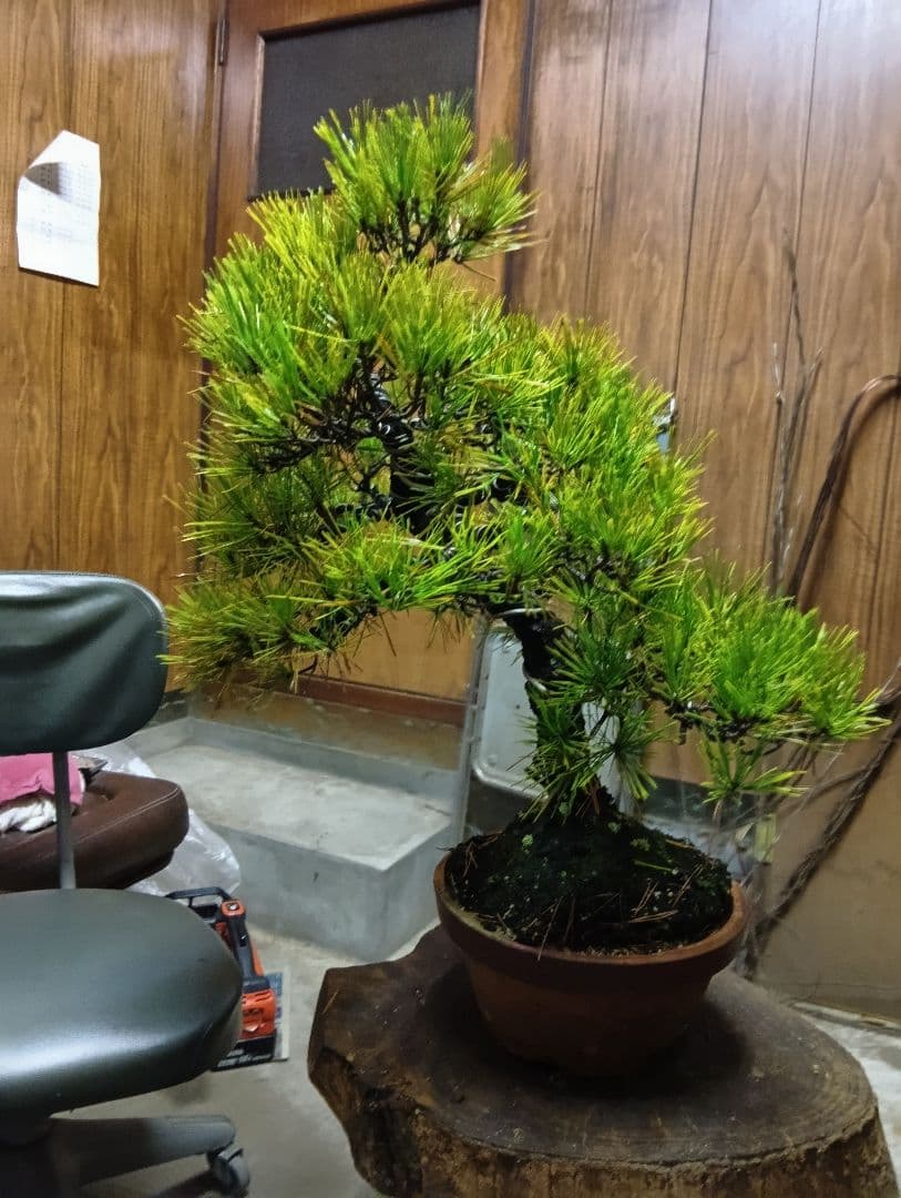 黒松（盆栽持ち込み古い）