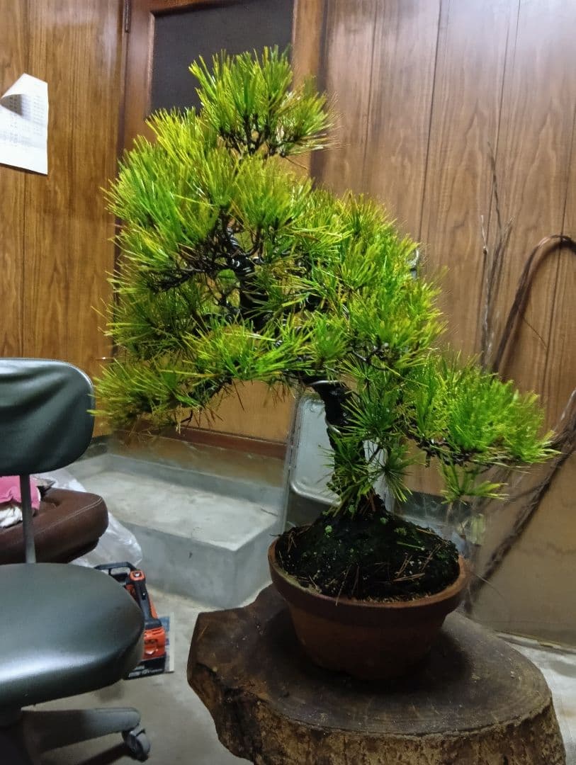 黒松（盆栽持ち込み古い）