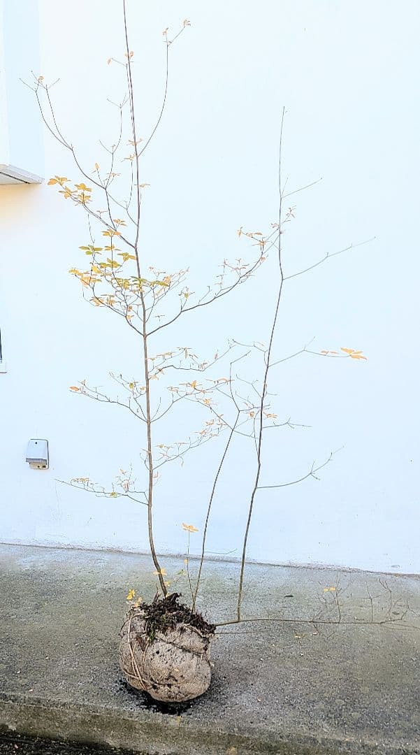 鮮美。山採りドウダンツツジ。