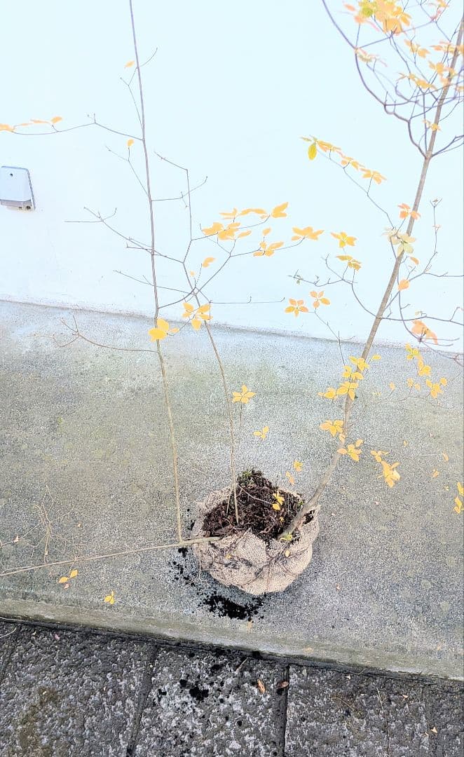 鮮美。山採りドウダンツツジ。