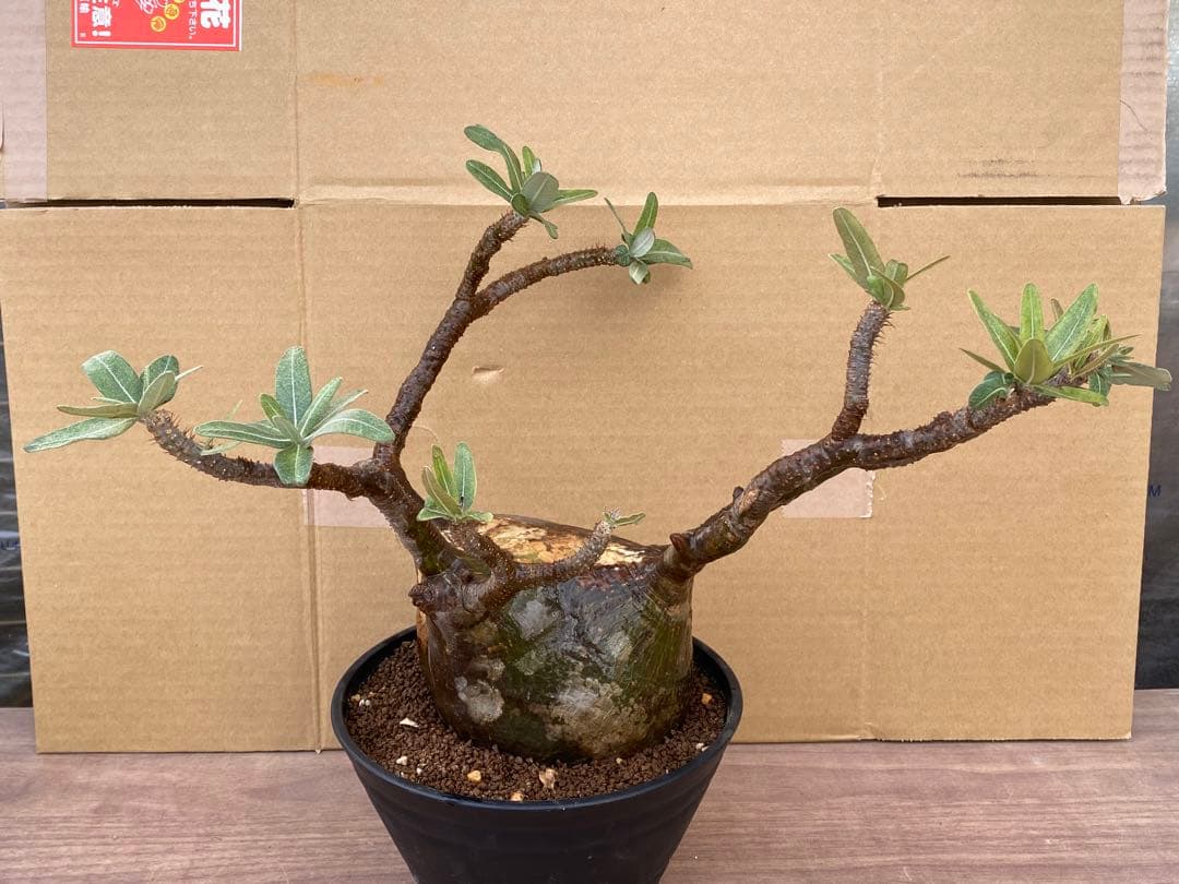 パキポディウム　グラキリス　輸入苗