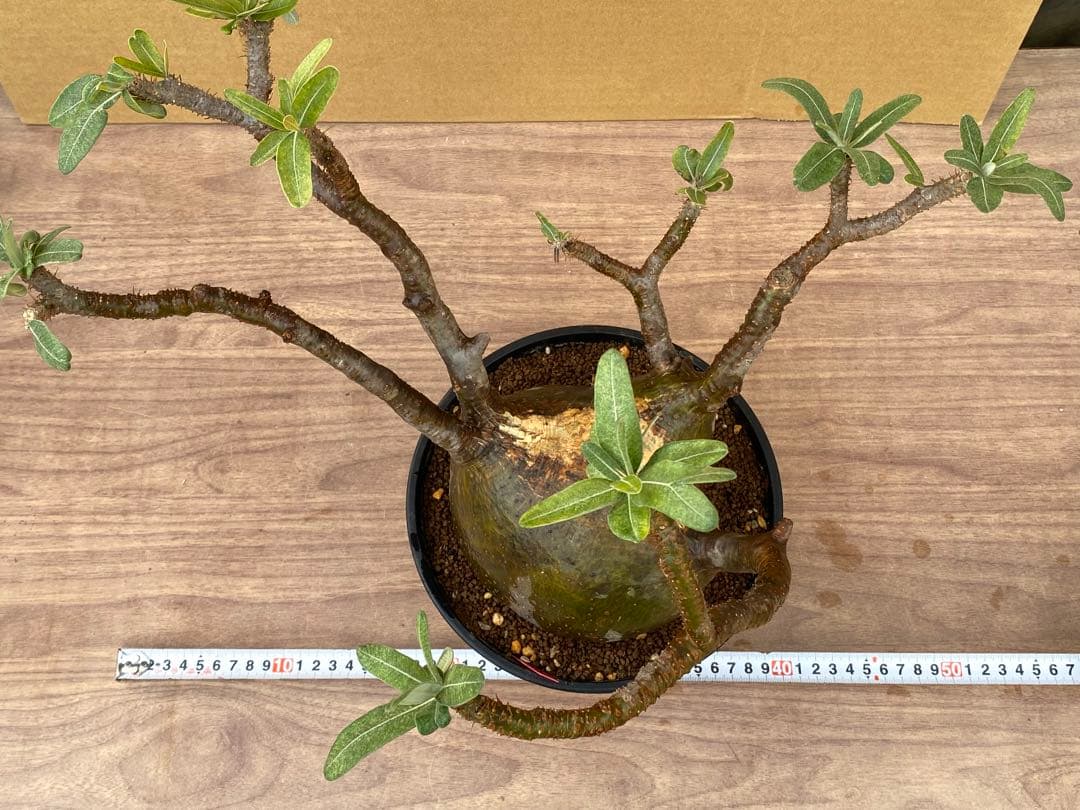 パキポディウム　グラキリス　輸入苗