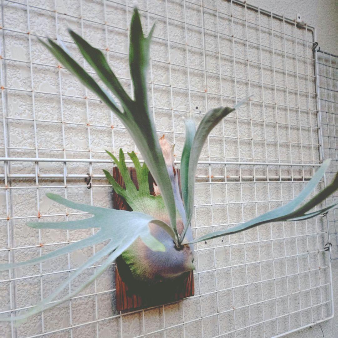 ペドロタツタ オリジナル株 ビカクシダ