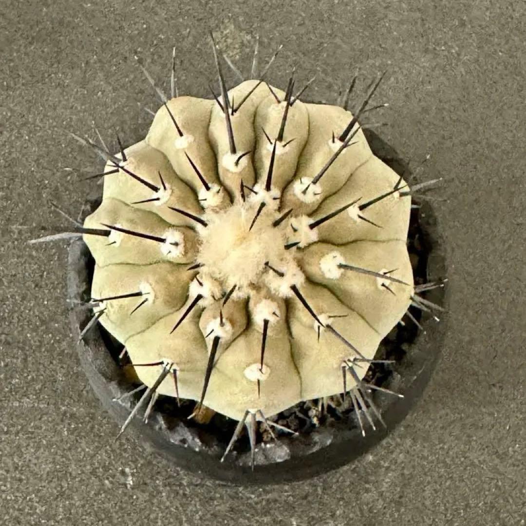 黒王丸 コピアポア シネレア 現地球　鉢こみ