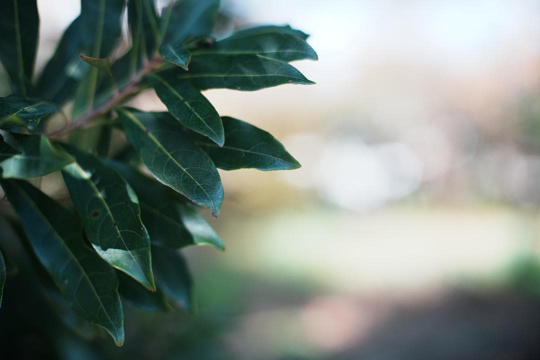 【整備＆テスト済】Nikon Ai Nikkor 50mm F1.4 221