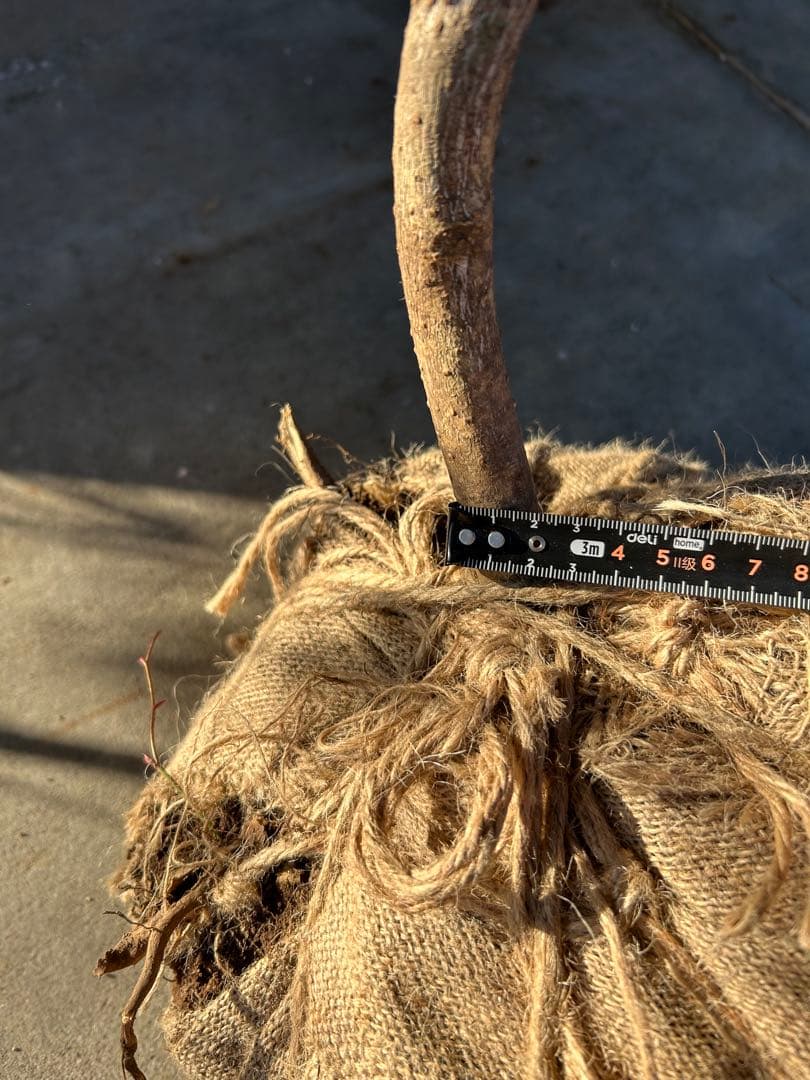 天然山取りクロモジ　大型苗木　250cm