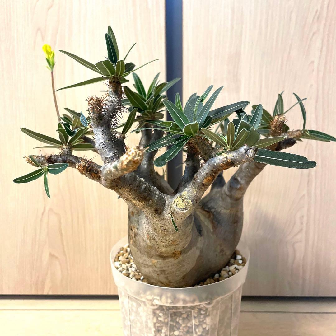 パキポディウムグラキリス　現地球　現地株　発根済み　発根確認済み　多枝　花付き