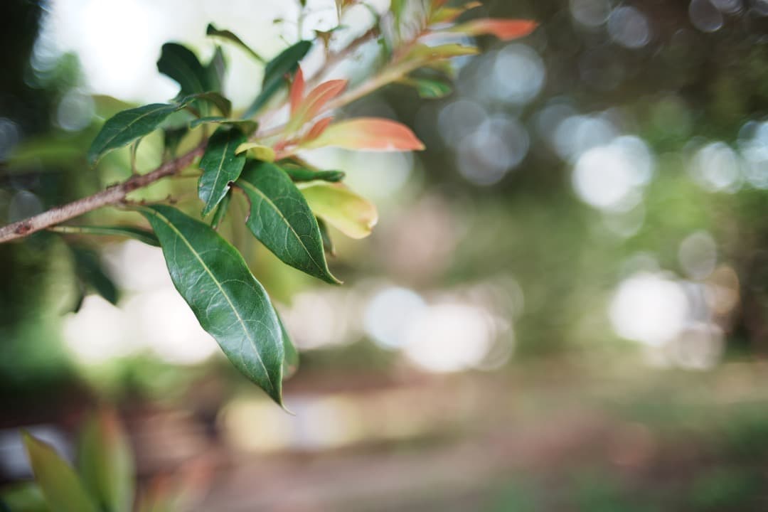 【美品】動作◎ SMC PENTAX-M 35mm F2 ペンタックス 539