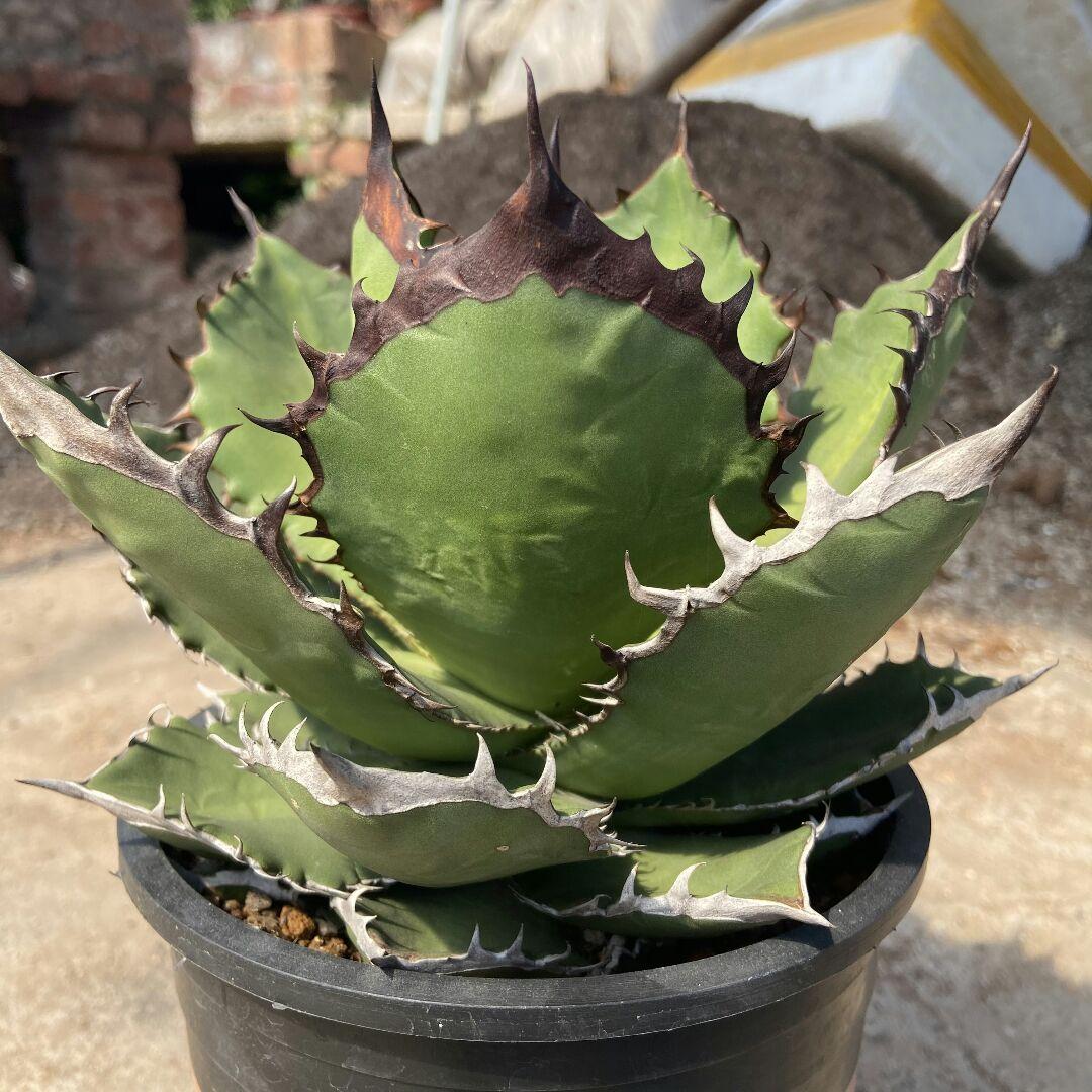 特選台湾アガベ チタノタ BLACKFIRE 黒火焰 黒炎  極上大株！！！