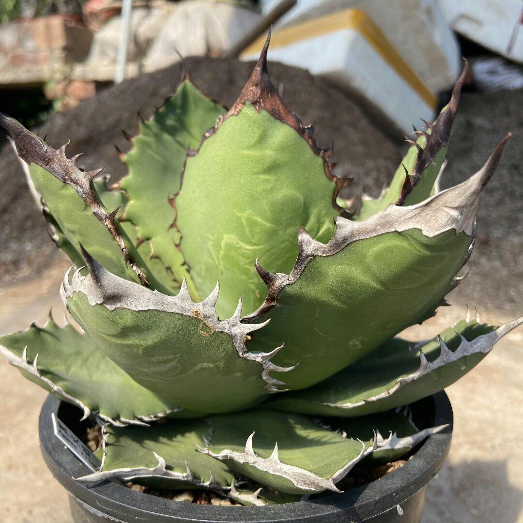 特選台湾アガベ チタノタ BLACKFIRE 黒火焰 黒炎  極上大株！！！