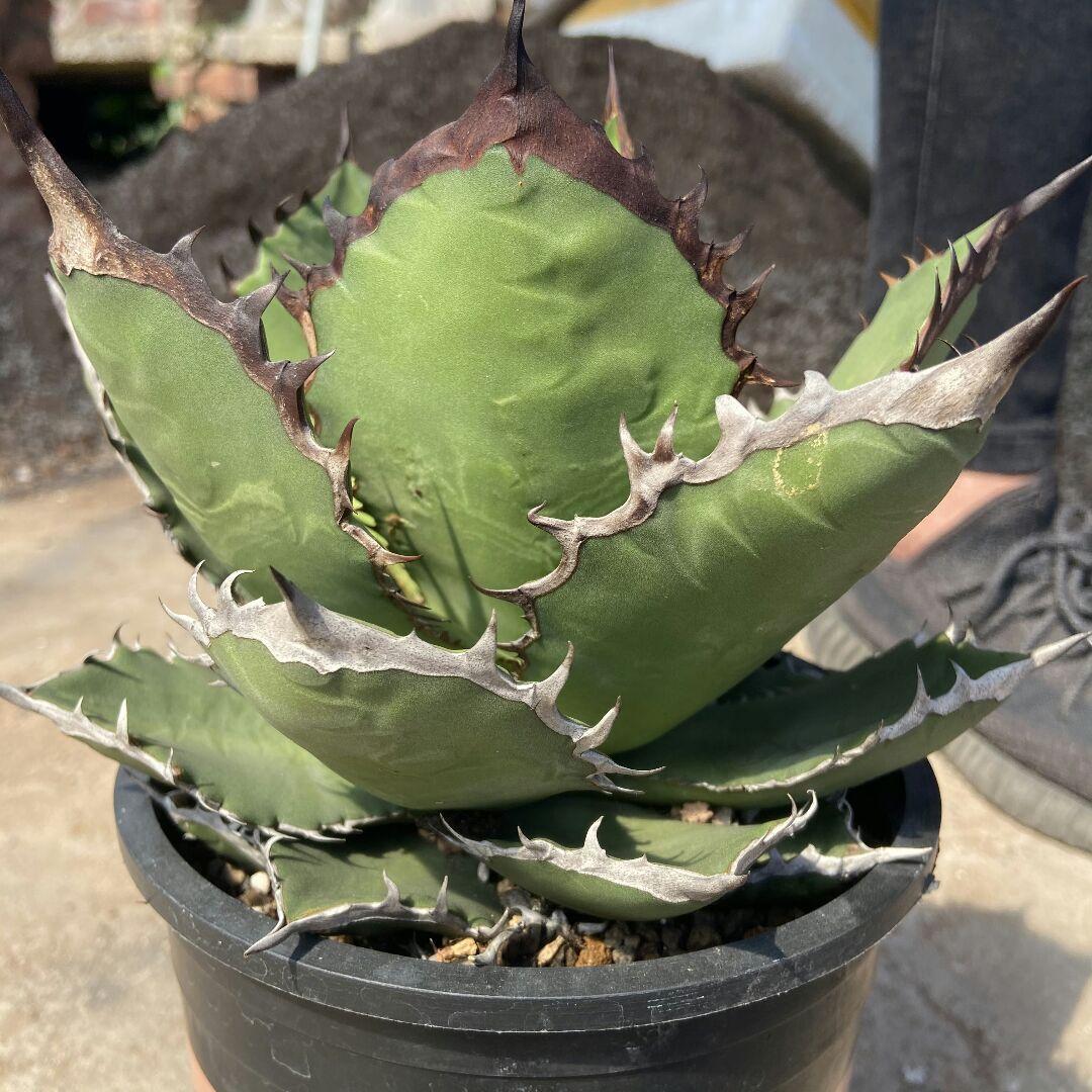 特選台湾アガベ チタノタ BLACKFIRE 黒火焰 黒炎  極上大株！！！