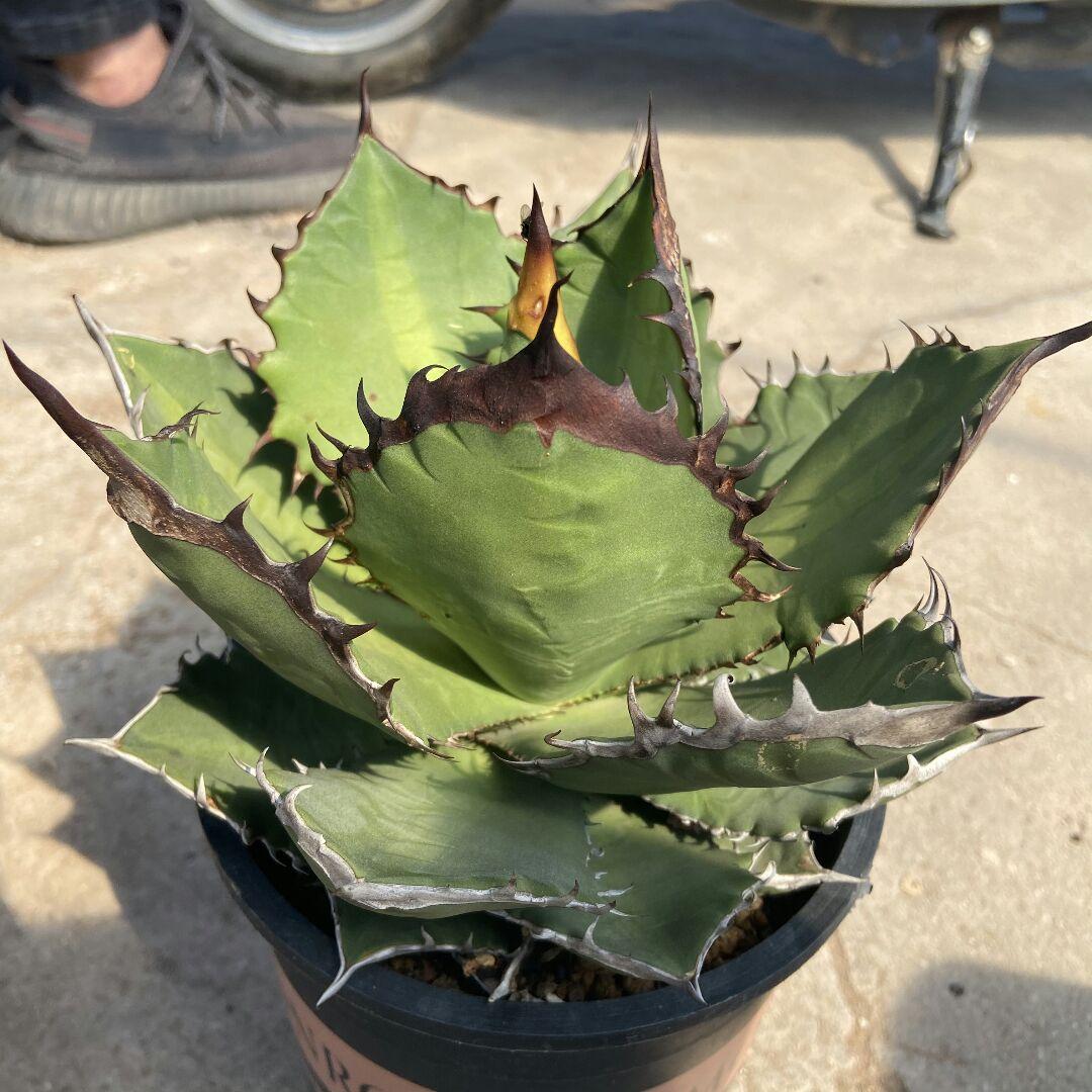 特選台湾アガベ チタノタ BLACKFIRE 黒火焰 黒炎  極上大株！！！
