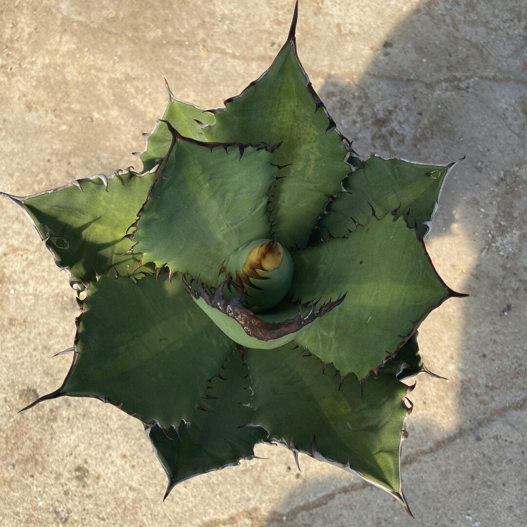 特選台湾アガベ チタノタ BLACKFIRE 黒火焰 黒炎  極上大株！！！