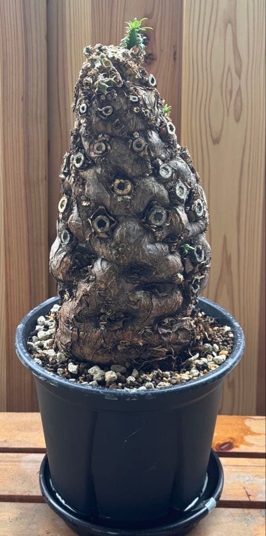 発根済　ムランジーナ　特大株　極美