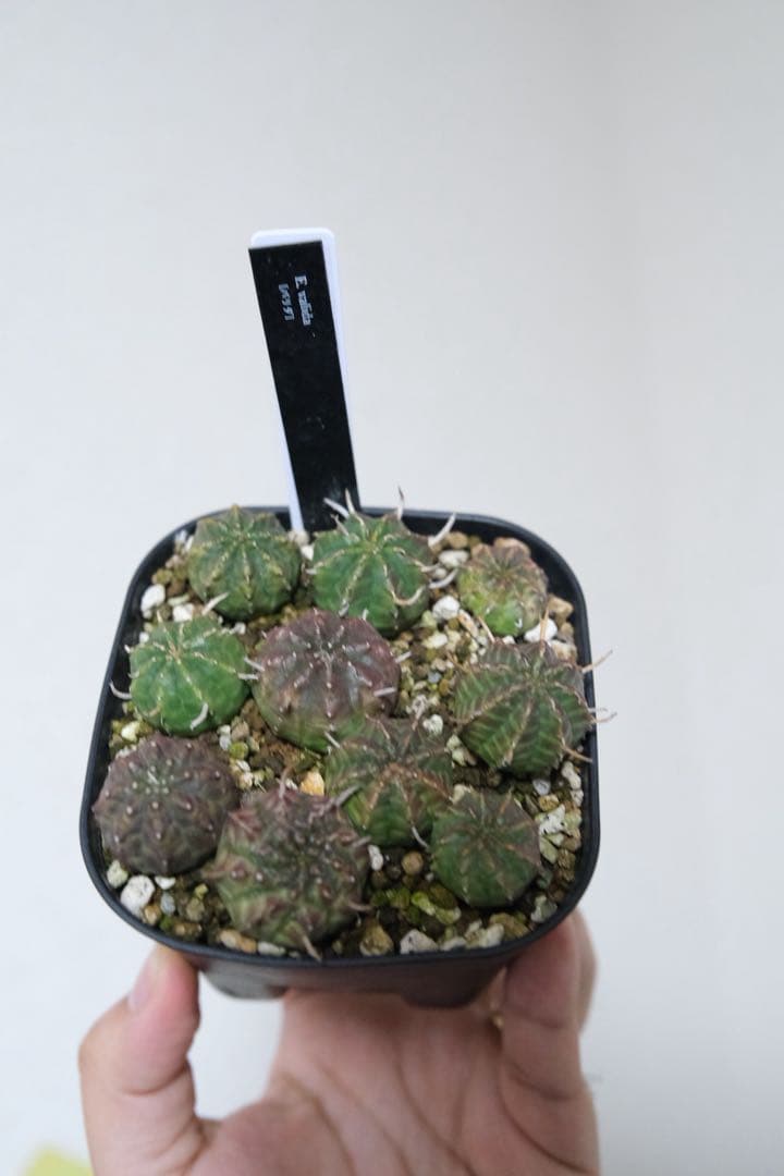 n*n様 ユーフォルビア　バリダ