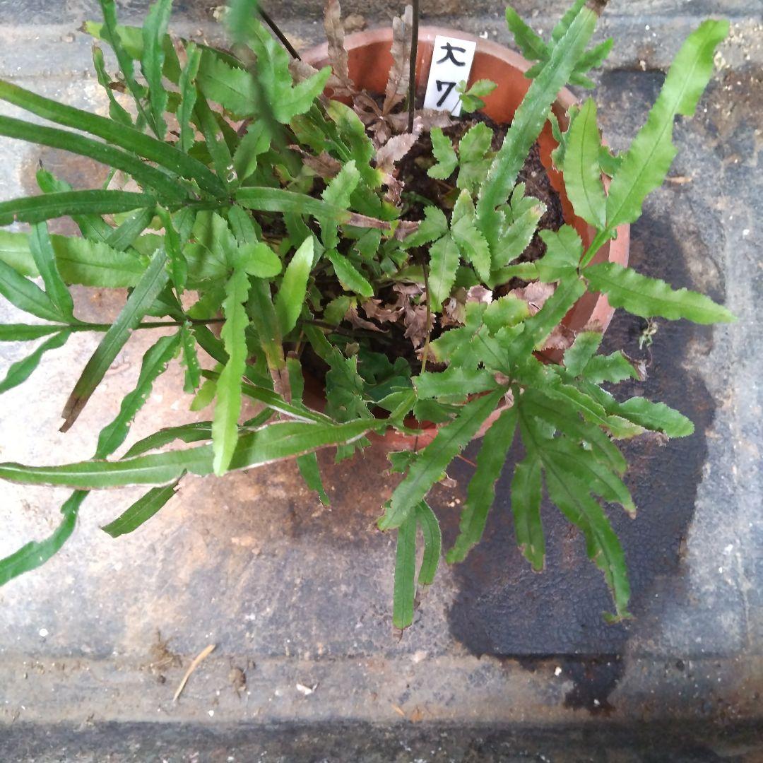 ワケアリ 大⑦ 品種不明シダ