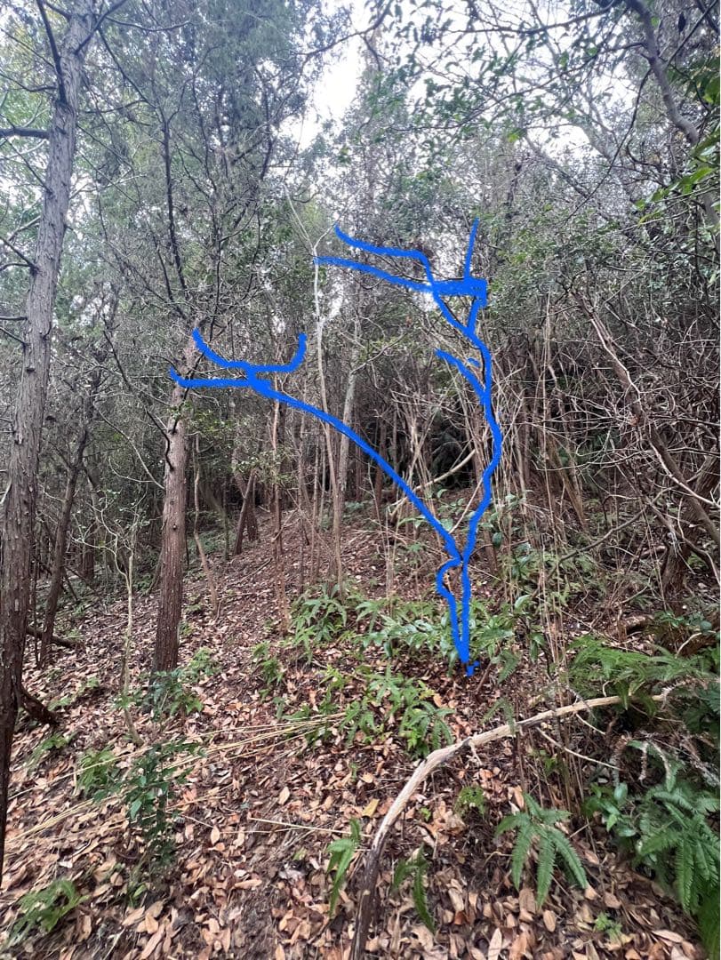 現品　ミツバツツジ　自然樹形　株立　2.2mほど　山採り