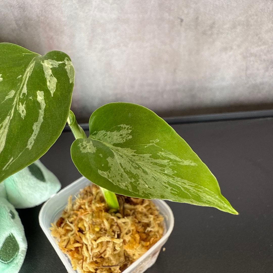 格安 モンステラ バルバソウ