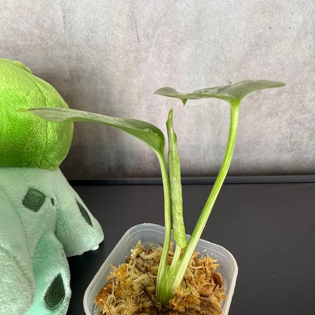 格安 モンステラ バルバソウ