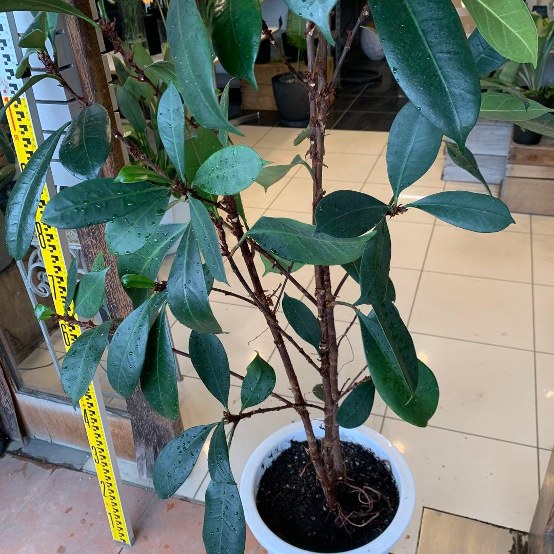 希少 フィカス キアティスティプラ