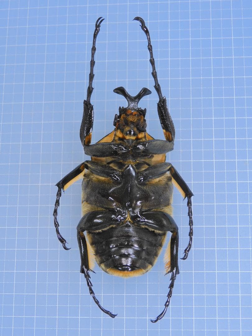 標本 Goliathus cacicus 80mm