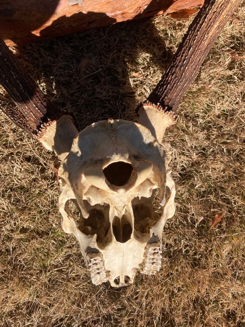 ニホンシカの頭骨　鹿の角 三段角　ハンティングトロフィー No.1