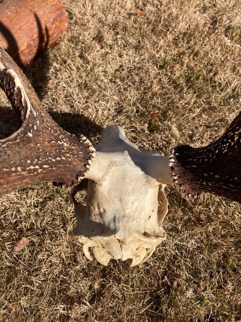 ニホンシカの頭骨　鹿の角 三段角　ハンティングトロフィー No.1