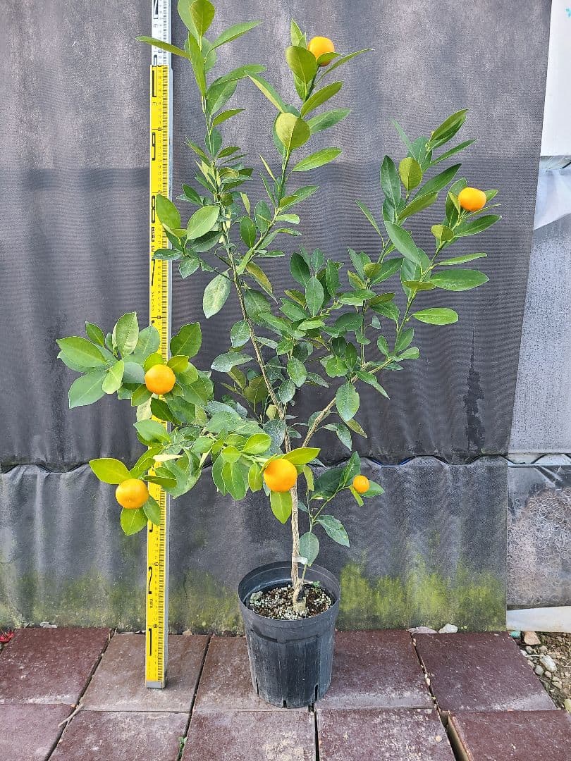タチバナ（橘）実付き大株 5号P 接木3年生苗｜日本固有柑橘・耐寒性◎ 現品発送
